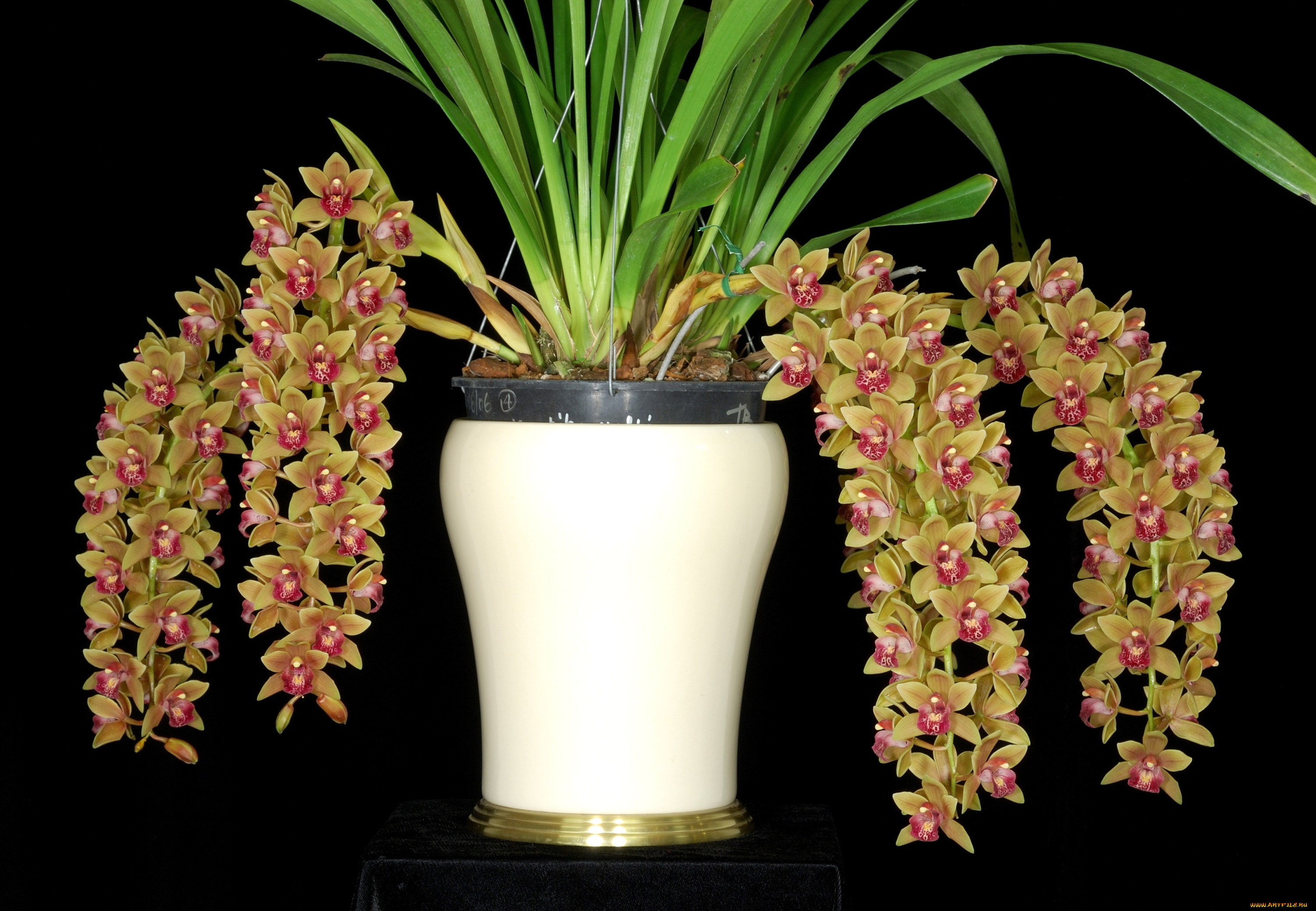 Орхидея цимбидиум как ухаживать. Цветок Цимбидиум. Орхидея Цимбидиум комнатная. Цимбидиум Каскад. Орхидея Цимбидиум Каскад.